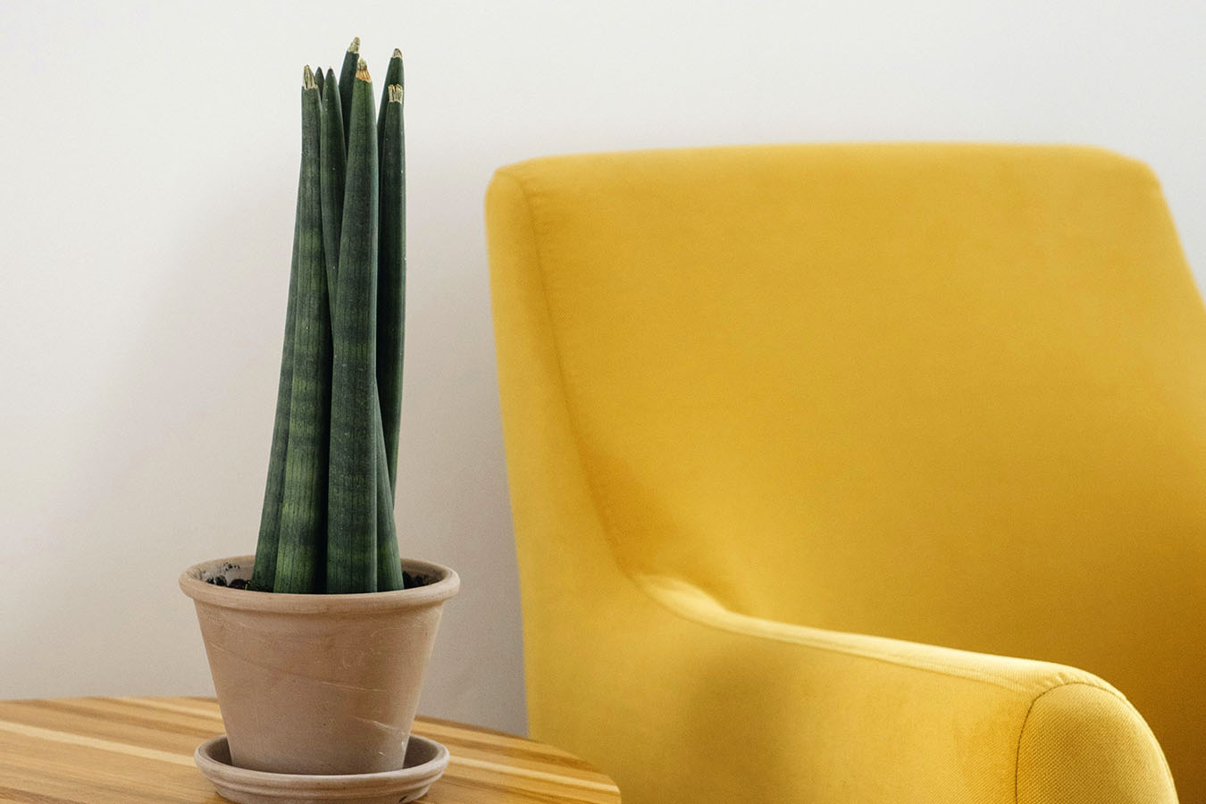 Modern sofa